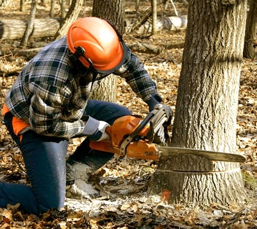 Tree Removal in Upton, NY